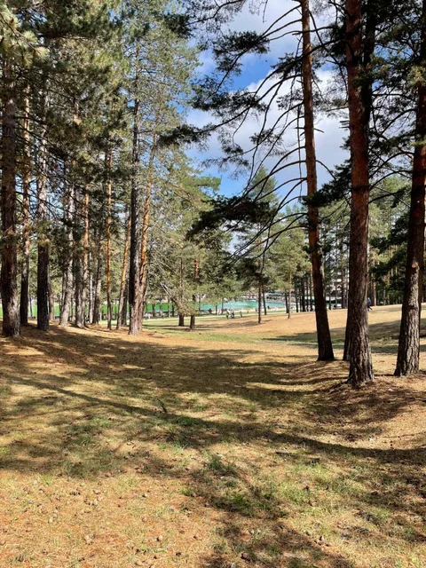 Zlatibor borova šuma i jezero