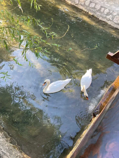 Swans in the monastery grounds
